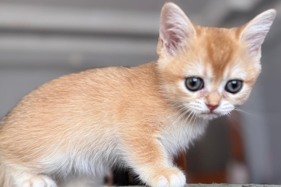 Tatlı Kedileri Sahiplendiriyoruz. 6