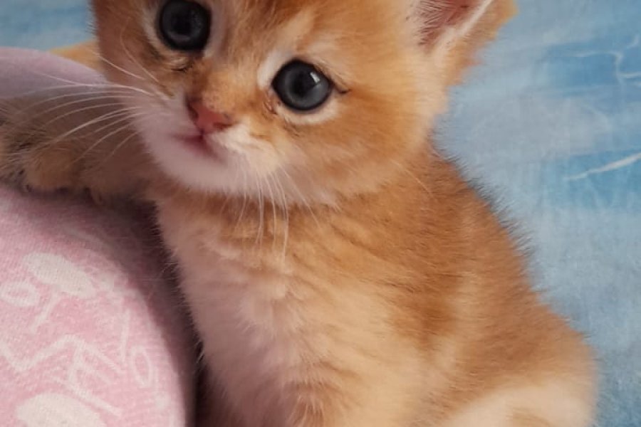 Tatlı Kedileri Sahiplendiriyoruz. 9