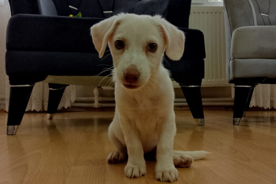 Jack Russel Kırması Ücretsiz Sahiplendirilecektir 2
