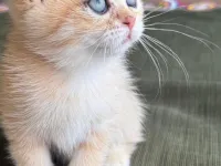Tatlı Kedileri Sahiplendiriyoruz.
