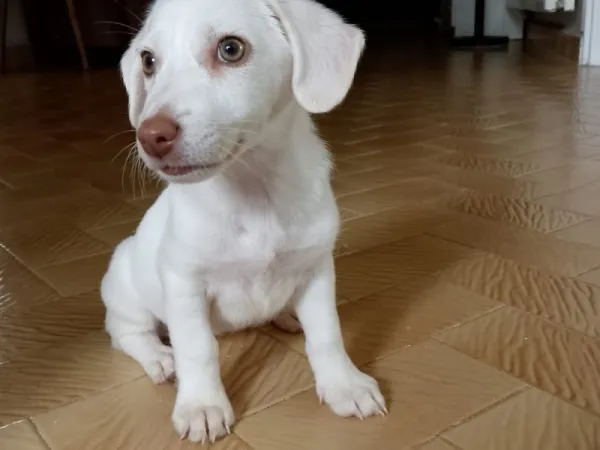 Jack Russel Kırması Ücretsiz Sahiplendirilecektir