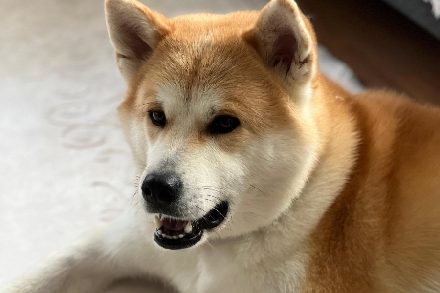 Akita İnu Sahiplendirme 6