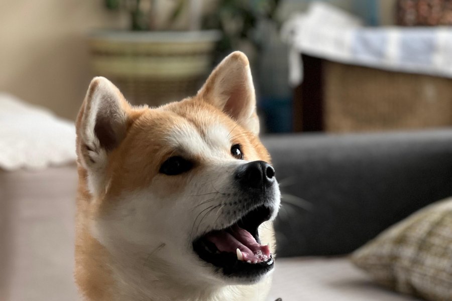 Akita İnu Sahiplendirme 4