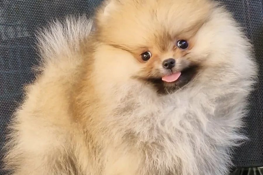 Safkan Scr li Tayland Kan Hattına Sahip Pomeranian 2