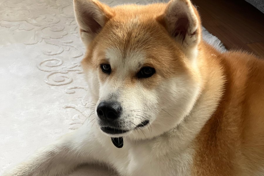 Akita İnu Sahiplendirme 1