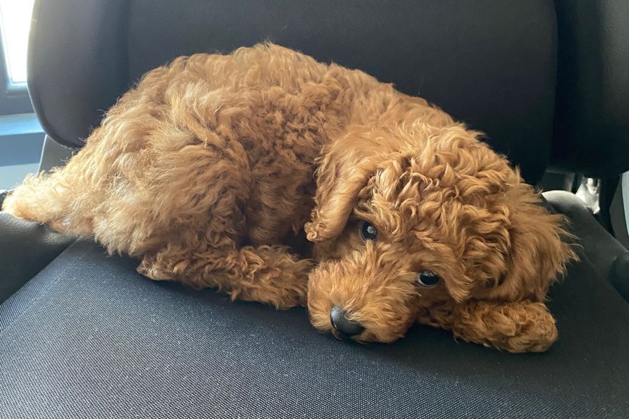 Toy poodle 8