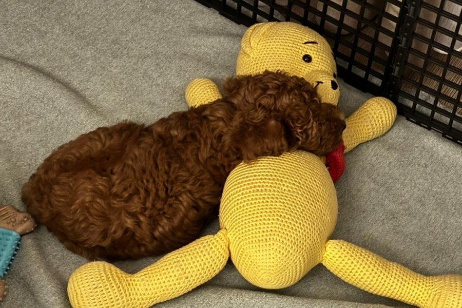 Toy poodle 2