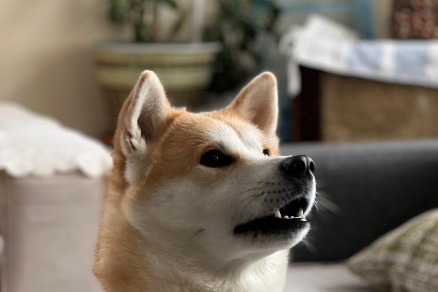 Akita İnu Sahiplendirme 5