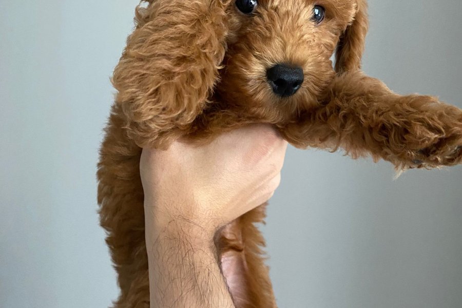 Toy poodle 7