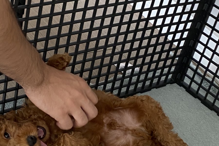 Toy poodle 4