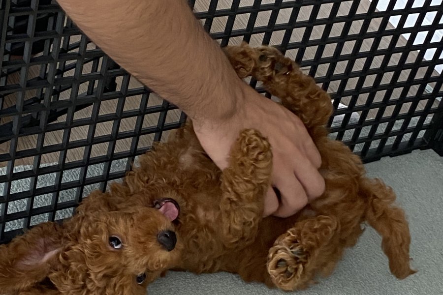 Toy poodle 3
