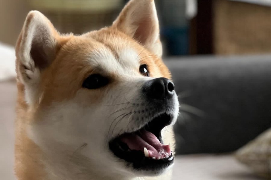 Akita İnu Sahiplendirme 3