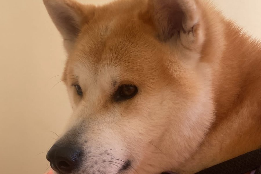 Akita İnu Sahiplendirme 2