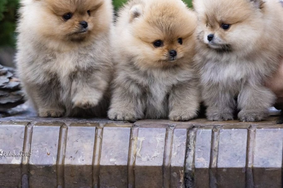 Safkan Scr li Tayland Kan Hattına Sahip Pomeranian 4