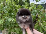Safkan Scr li Tayland Kan Hattına Sahip Pomeranian