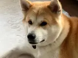 Akita İnu Sahiplendirme