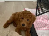 Toy poodle