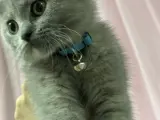 Kedi yoda