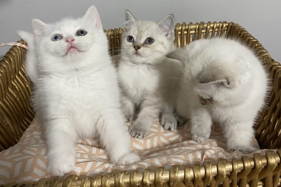 Sevimli British Shorthair Yavrularımız Yuva Arıyor 3