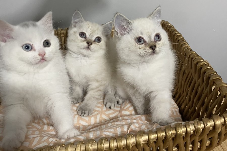 Sevimli British Shorthair Yavrularımız Yuva Arıyor 2