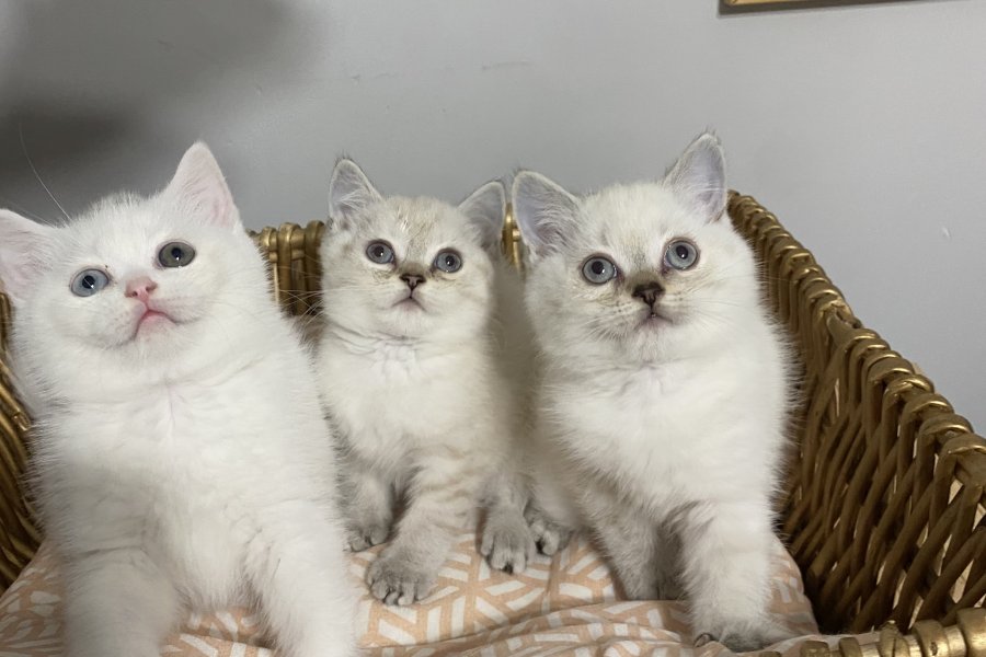 Sevimli British Shorthair Yavrularımız Yuva Arıyor 1