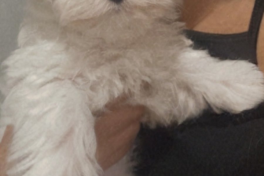 0 numara Maltese terrier 2