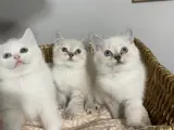 Sevimli British Shorthair Yavrularımız Yuva Arıyor