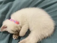 2 aylık british dişi kedi