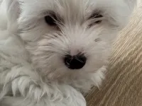 0 numara Maltese terrier