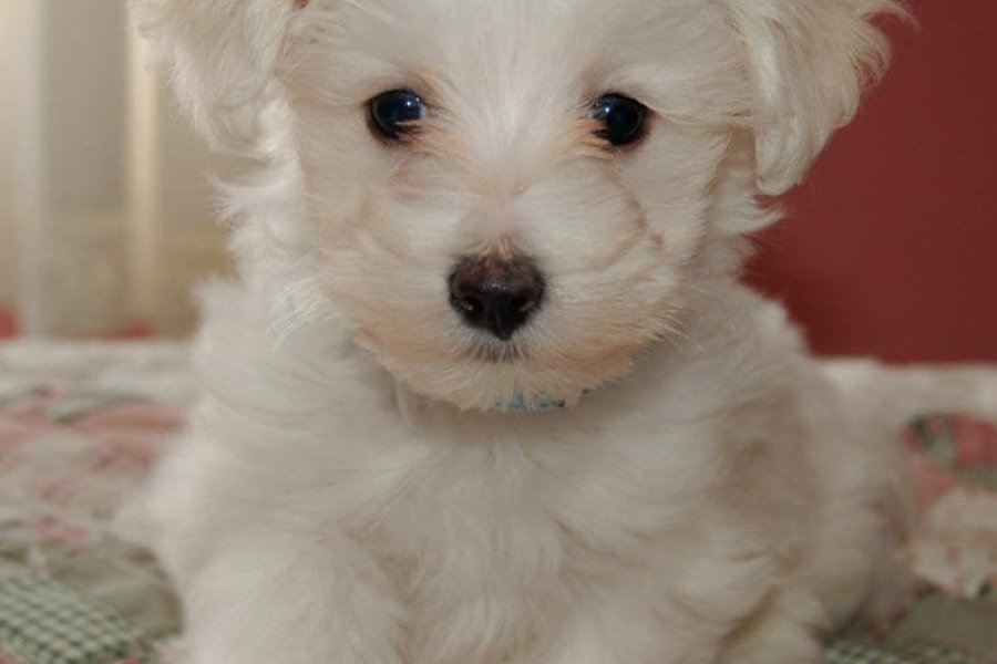 Kar Beyaz Maltese Terrier Yavruları 2