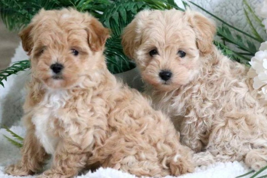 Maltipoo Cinsi Yavrular Ev Üretimi 2