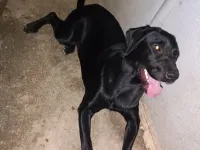 Sevimli Labrador Yuva Arıyor