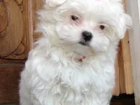 Kar Beyaz Maltese Terrier Yavruları