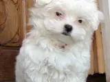 Kar Beyaz Maltese Terrier Yavruları