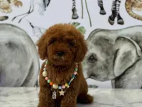 TOY POODLE SEVİMLİ YAVRULAR