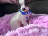 Sevimli Chihuahua Yavrumuz Yuva Arıyor