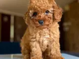 Maltipoo Cinsi Yavrular Ev Üretimi