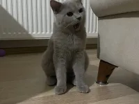 5 aylık british shorthair oğlumuz sahiplendirilecektir