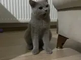 5 aylık british shorthair oğlumuz sahiplendirilecektir