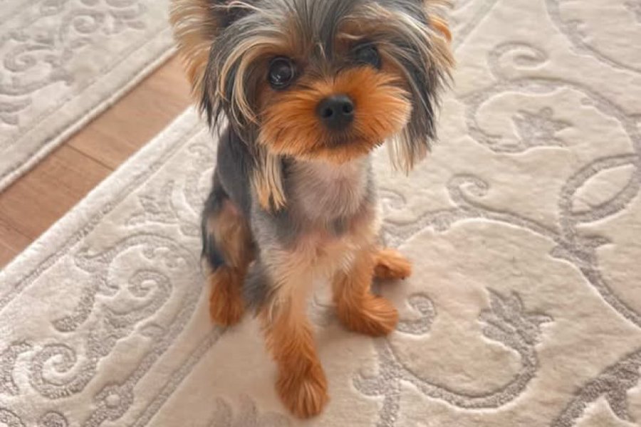Teacup yorkie terrier yavrular 4