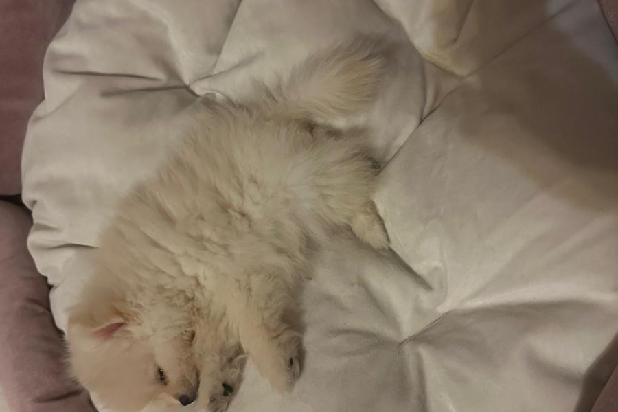 Pomeranian 3
