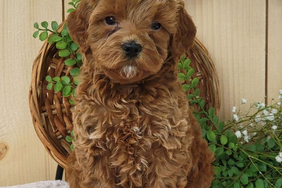 Toy Poodle Yavrumuz 0 Numara Teacup 2