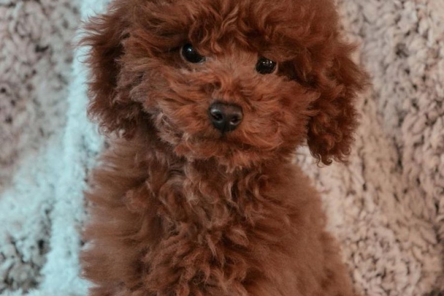 Toy Poodle Yavrumuz 0 Numara Teacup 1