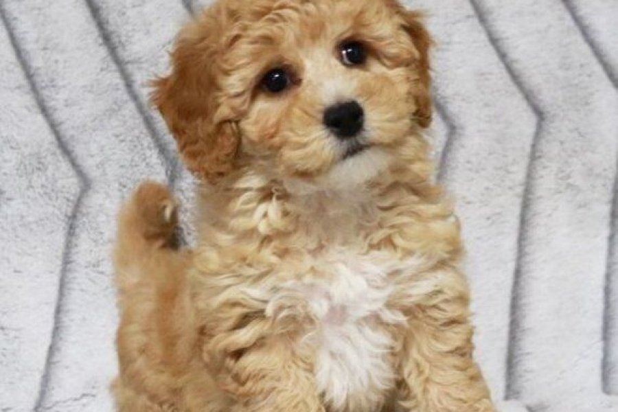 Maltipoo Cinsi Yavrular Ev Üretimi 2