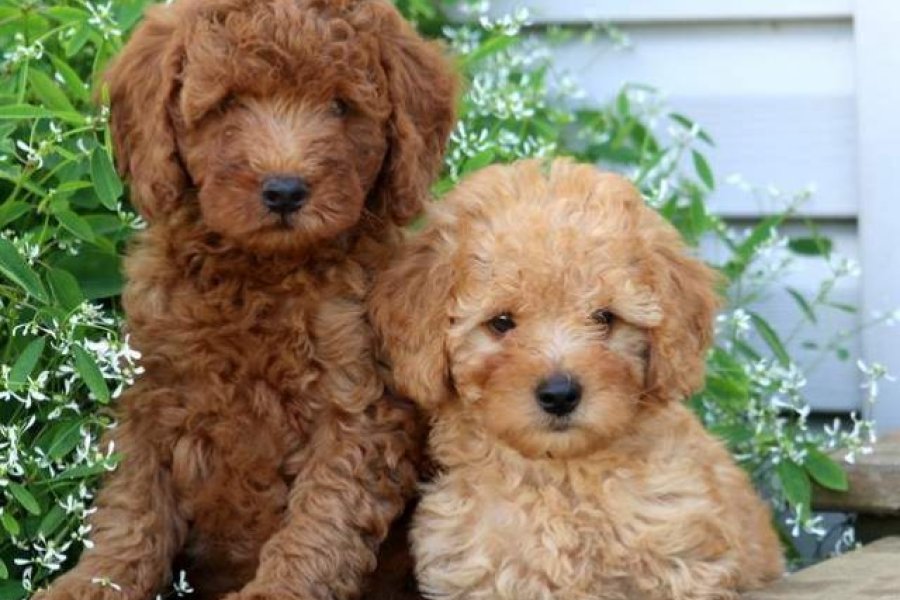 Maltipoo Cinsi Yavrular Ev Üretimi 1
