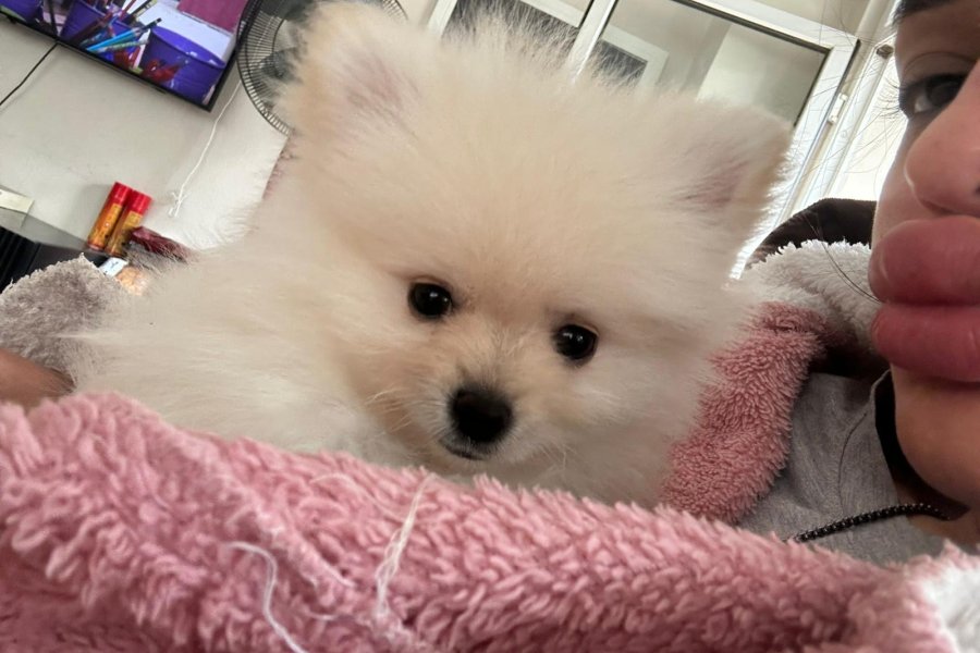 Pomeranian 2