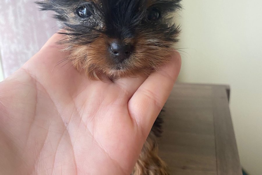 Teacup yorkie terrier yavrular 2