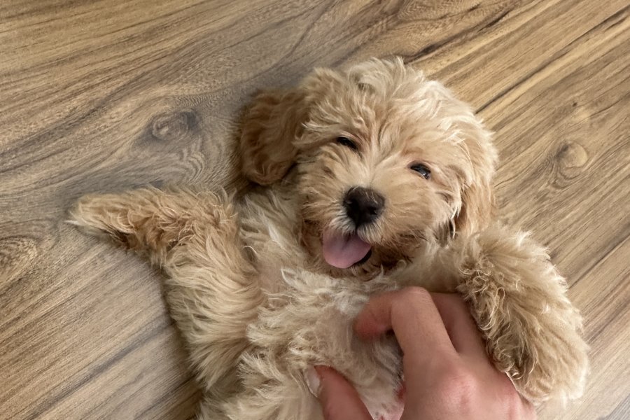 Çok tatlı maltipoo 1