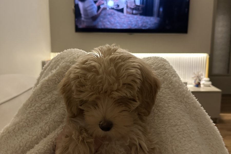 Çok tatlı maltipoo 2