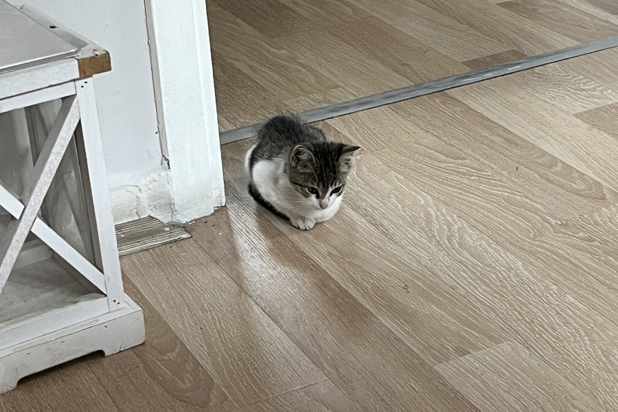 Tekir Kedi Sahiplendirme 3